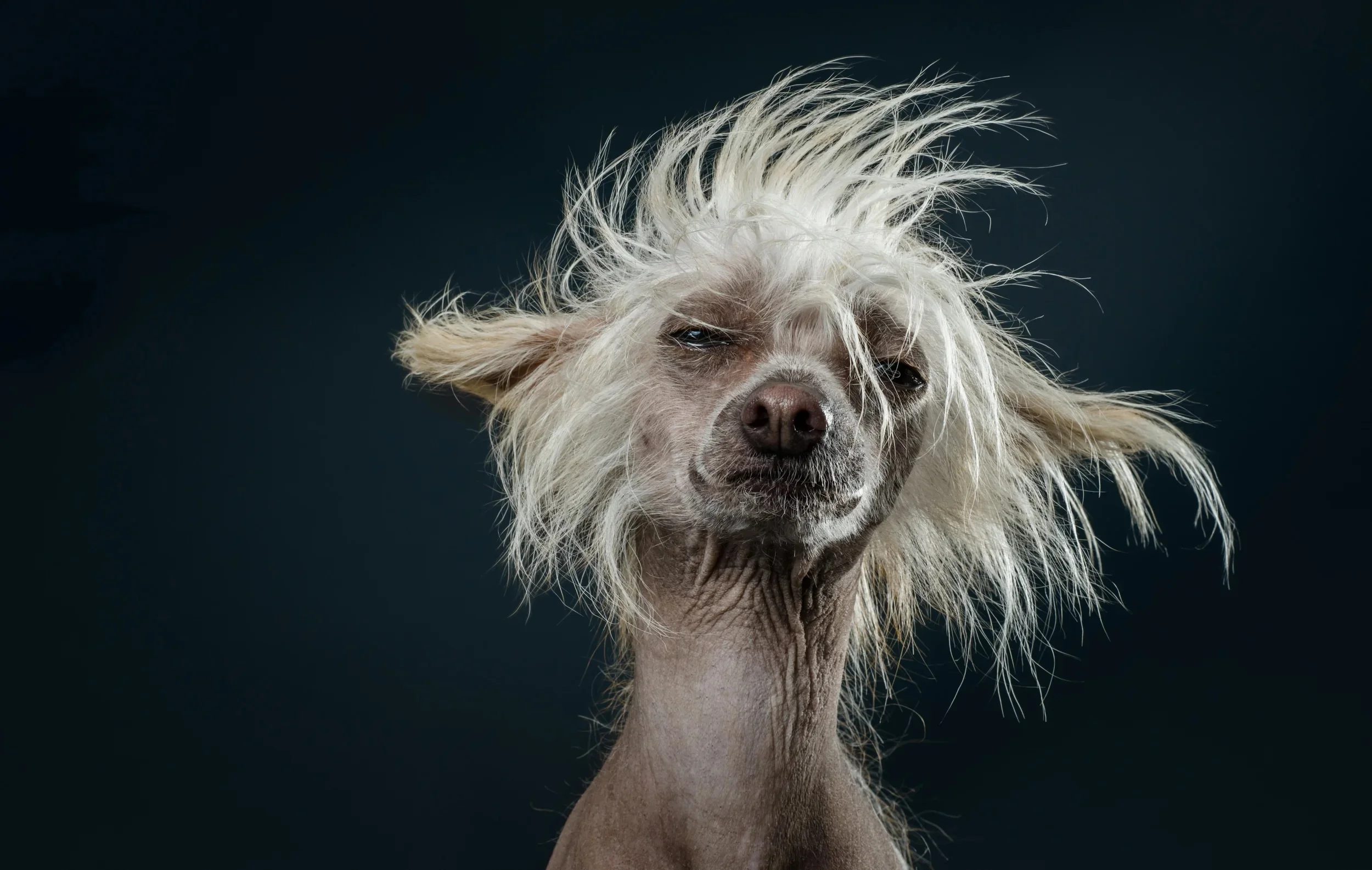 BALD IS BEAUTIFUL